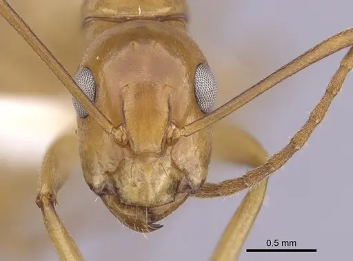 Camponotus bonariensis specimen CASENT0249345 image casent0249345_2