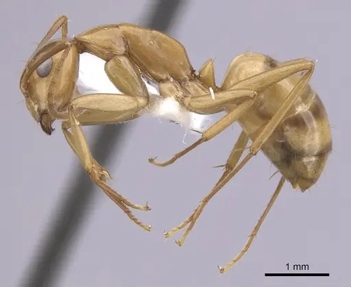Camponotus bonariensis specimen CASENT0249345 image casent0249345_3