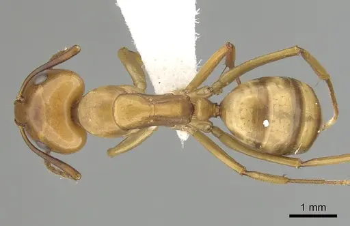 Camponotus bonariensis specimen CASENT0249346 image casent0249346_1