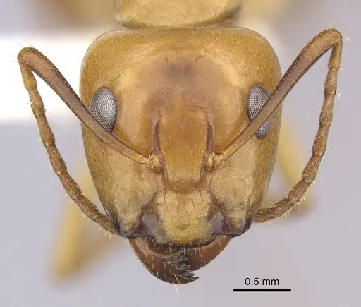 Camponotus bonariensis specimen CASENT0249346 image casent0249346_2