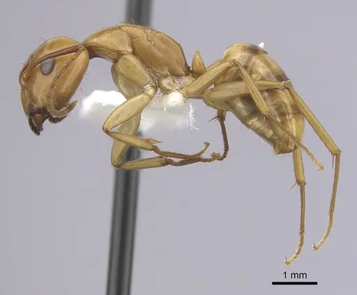 Camponotus bonariensis specimen CASENT0249346 image casent0249346_3