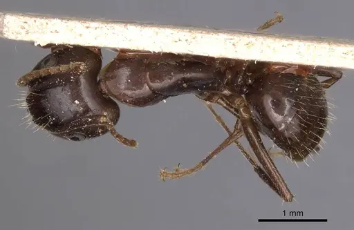 Camponotus bonariensis specimen CASENT0905220 image casent0905220_1