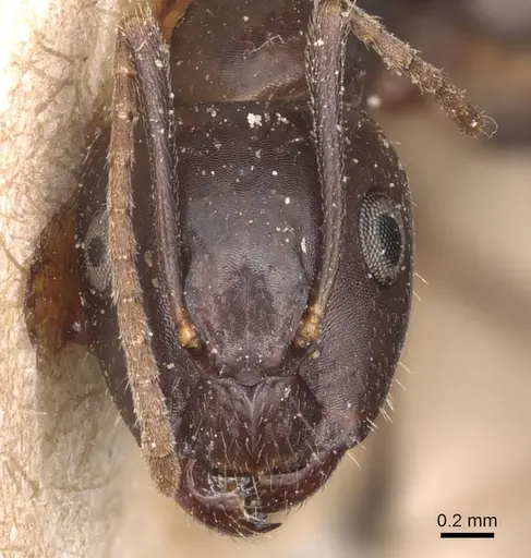 Camponotus bonariensis specimen CASENT0905220 image casent0905220_2