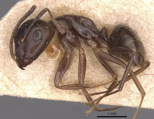 Camponotus bonariensis specimen CASENT0905220 image casent0905220_3