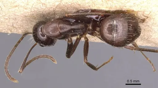 Camponotus bonariensis specimen CASENT0905221 image casent0905221_1