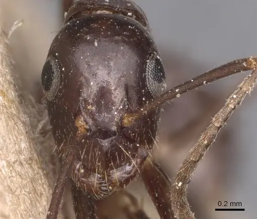 Camponotus bonariensis specimen CASENT0905221 image casent0905221_2