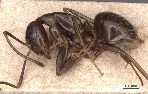 Camponotus bonariensis specimen CASENT0905221 image casent0905221_3