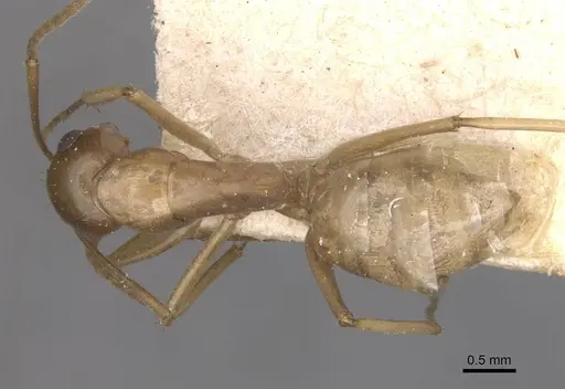 Camponotus bonariensis specimen CASENT0909979 image casent0909979_1