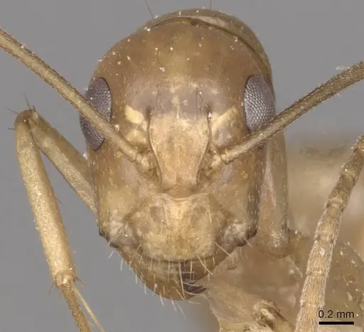 Camponotus bonariensis specimen CASENT0909979 image casent0909979_2