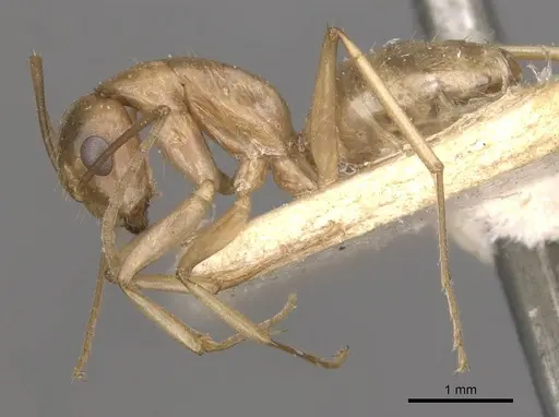 Camponotus bonariensis specimen CASENT0909979 image casent0909979_3