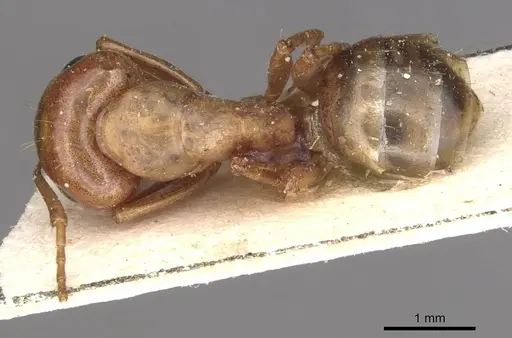 Camponotus bonariensis specimen CASENT0909980 image casent0909980_1