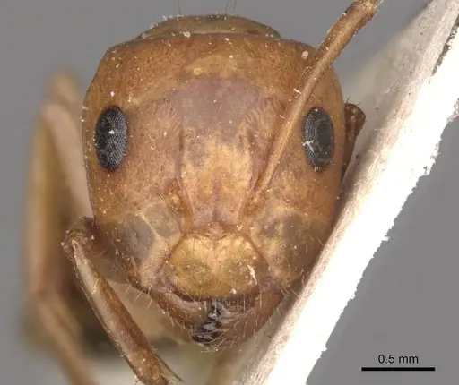 Camponotus bonariensis specimen CASENT0909980 image casent0909980_2