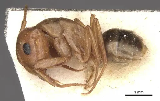 Camponotus bonariensis specimen CASENT0909980 image casent0909980_3