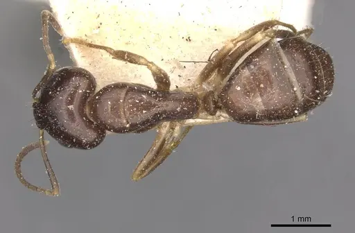 Camponotus bonariensis specimen CASENT0909981 image casent0909981_1