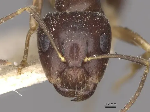 Camponotus bonariensis specimen CASENT0909981 image casent0909981_2
