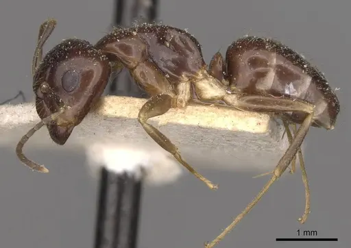 Camponotus bonariensis specimen CASENT0909981 image casent0909981_3