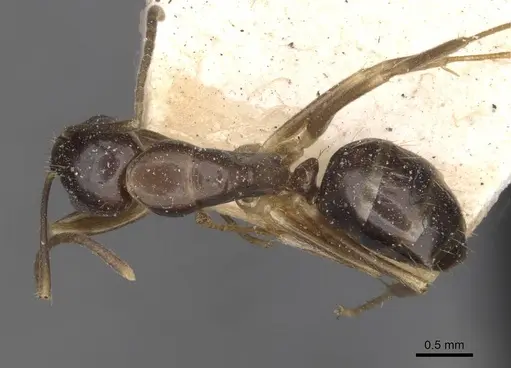 Camponotus bonariensis specimen CASENT0909982 image casent0909982_1