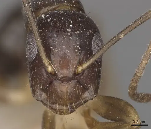 Camponotus bonariensis specimen CASENT0909982 image casent0909982_2
