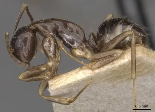 Camponotus bonariensis specimen CASENT0909982 image casent0909982_3