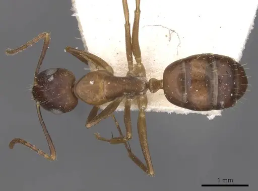 Camponotus bonariensis specimen CASENT0909983 image casent0909983_1