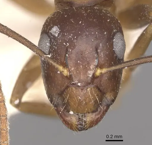 Camponotus bonariensis specimen CASENT0909983 image casent0909983_2