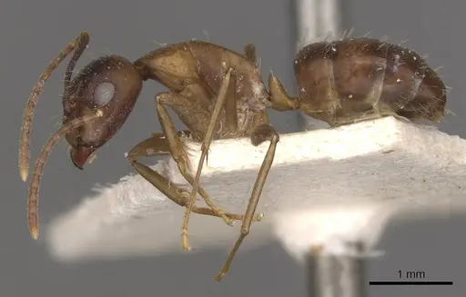 Camponotus bonariensis specimen CASENT0909983 image casent0909983_3