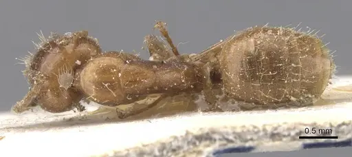 Camponotus bonariensis specimen CASENT0911910 image casent0911910_1