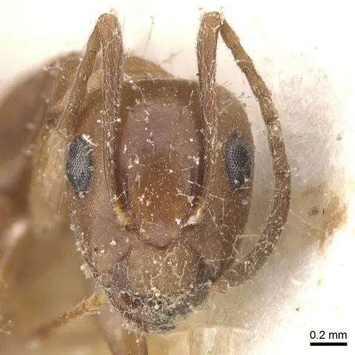 Camponotus bonariensis specimen CASENT0911910 image casent0911910_2