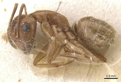Camponotus bonariensis specimen CASENT0911910 image casent0911910_3