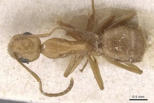 Camponotus bonariensis specimen CASENT0911911 image casent0911911_1