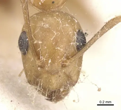 Camponotus bonariensis specimen CASENT0911911 image casent0911911_2