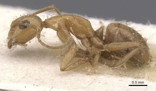 Camponotus bonariensis specimen CASENT0911911 image casent0911911_3