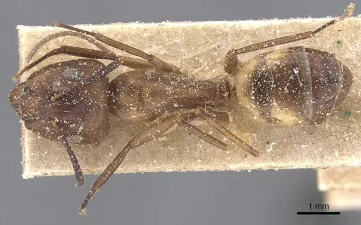 Camponotus bonariensis specimen CASENT0911912 image casent0911912_1