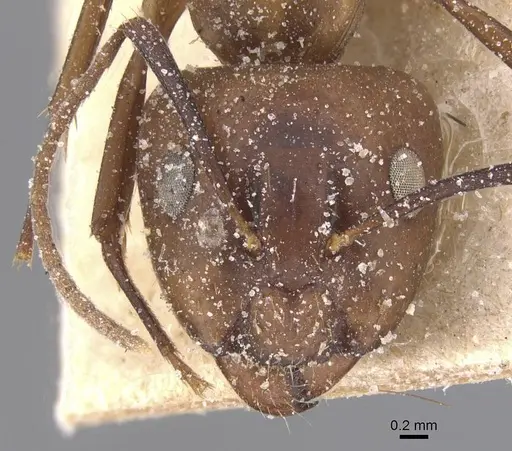 Camponotus bonariensis specimen CASENT0911912 image casent0911912_2