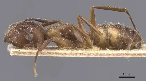Camponotus bonariensis specimen CASENT0911912 image casent0911912_3