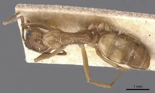 Camponotus bonariensis specimen CASENT0911913 image casent0911913_1