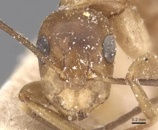 Camponotus bonariensis specimen CASENT0911913 image casent0911913_2