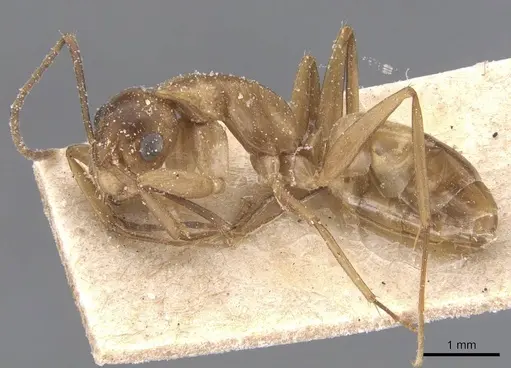 Camponotus bonariensis specimen CASENT0911913 image casent0911913_3