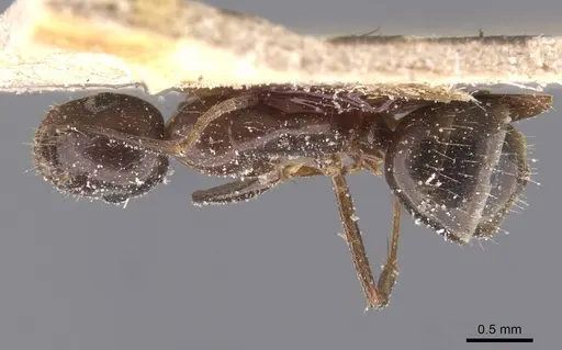 Camponotus bonariensis specimen CASENT0911914 image casent0911914_1