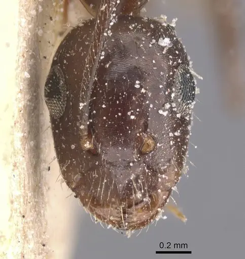 Camponotus bonariensis specimen CASENT0911914 image casent0911914_2