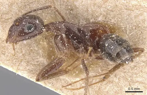 Camponotus bonariensis specimen CASENT0911914 image casent0911914_3