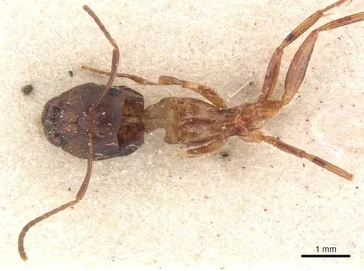 Camponotus bonariensis specimen CASENT0911915 image casent0911915_1