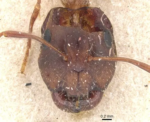 Camponotus bonariensis specimen CASENT0911915 image casent0911915_2
