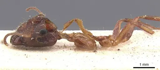 Camponotus bonariensis specimen CASENT0911915 image casent0911915_3