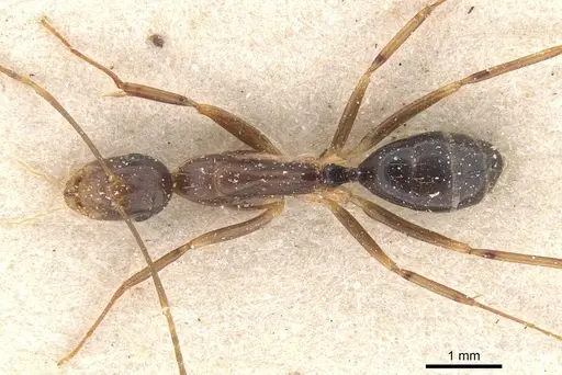 Camponotus bonariensis specimen CASENT0911916 image casent0911916_1