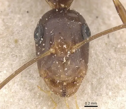 Camponotus bonariensis specimen CASENT0911916 image casent0911916_2