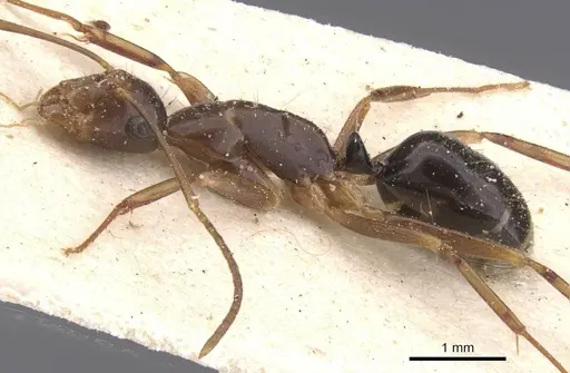 Camponotus bonariensis specimen CASENT0911916 image casent0911916_3