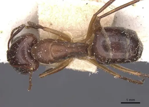 Camponotus bonariensis specimen CASENT0911917 image casent0911917_1