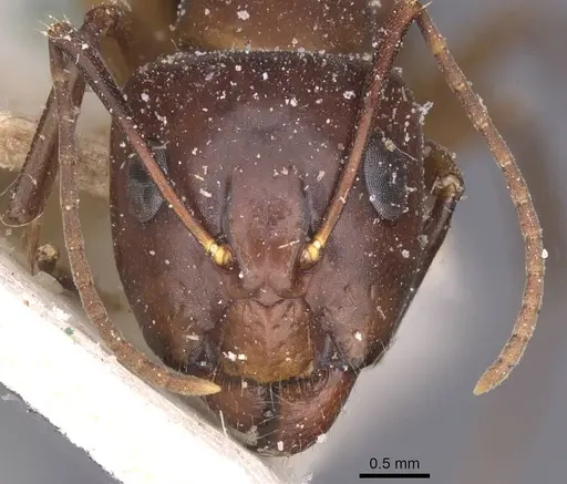 Camponotus bonariensis specimen CASENT0911917 image casent0911917_2