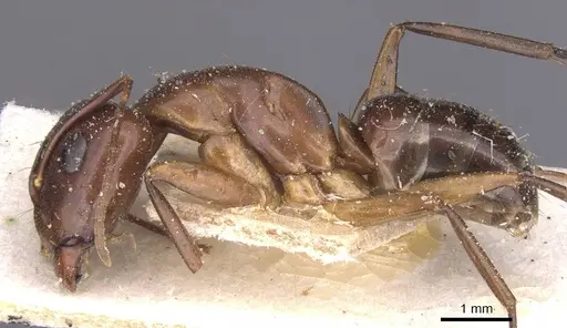 Camponotus bonariensis specimen CASENT0911917 image casent0911917_3